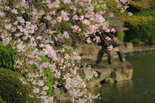 京都仁和寺の桜 — ストック写真