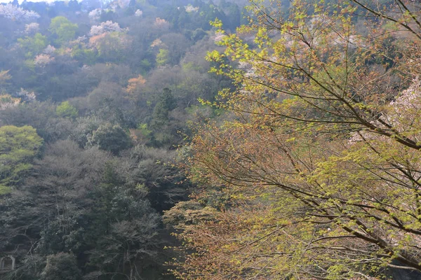 在京都岚山山前桂河 — 图库照片
