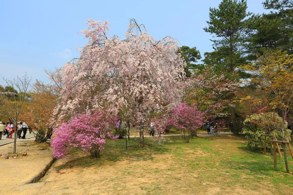 Tavaszi sakura rózsaszín virág — Stock Fotó