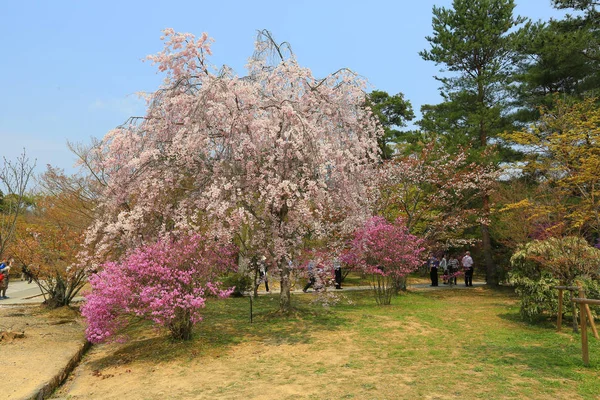 봄 사쿠라 핑크 꽃 — 스톡 사진