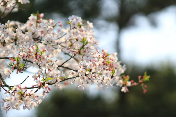 Kyoto 'da Kiraz Çiçeği — Stok fotoğraf