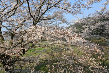 Umahori, kyoto, kiraz çiçeği