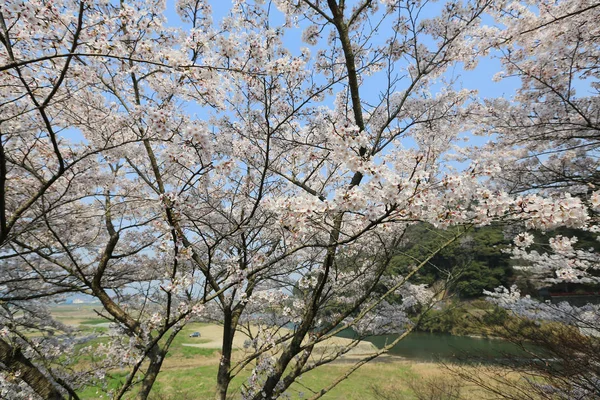 Cherry Blossom op Umahori, kyoto — Stockfoto