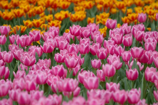 The Tulip in flower show 2017 — Stock Photo, Image