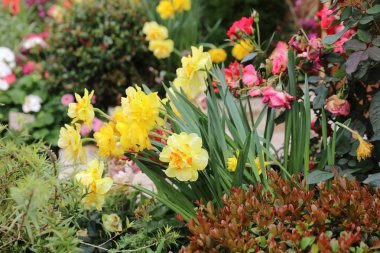 Çok yıllık Bahçe çiçek yatak bahar