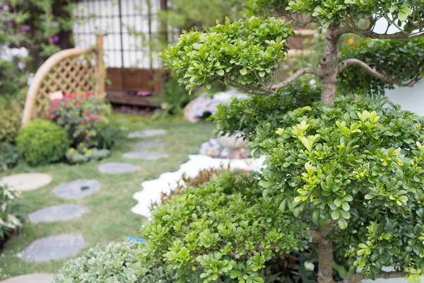 Tranquillo giardino roccioso zen con pianta di papiro — Foto Stock