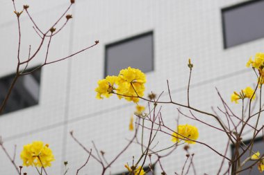 chrysotricha çiçek hkust 2017