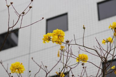 chrysotricha çiçek hkust 2017