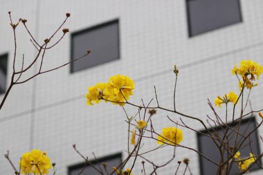 chrysotricha çiçek hkust 2017