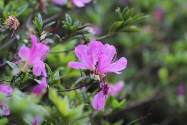  Güzel ormangülü çiçek bahçesi