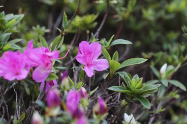  Güzel ormangülü çiçek bahçesi