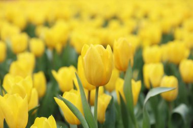 Lale renk çiçek arka zemin alan