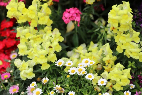 Antirrhinum majus цветок дракона в цвету в саду . — стоковое фото