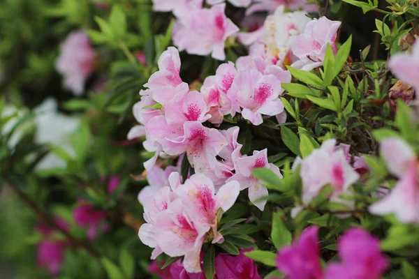 Lindas flores de rododendros no jardim — Fotografia de Stock