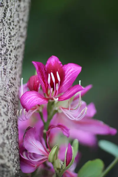 Lindas flores de rododendros no jardim — Fotografia de Stock