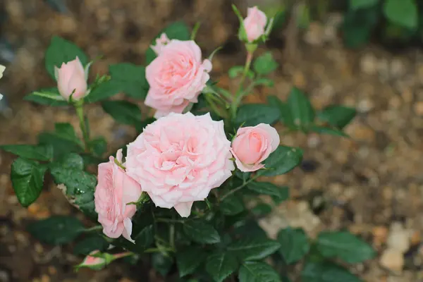 Gül buketi, doğa ile flowerat Bahçe — Stok fotoğraf