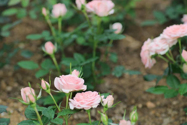 Der Rosenstrauß, Blumen im Garten mit der Natur — Stockfoto