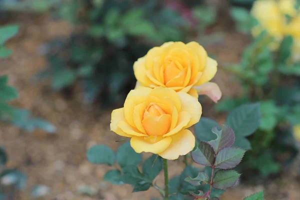 Buket mawar, taman bunga dengan alam — Stok Foto
