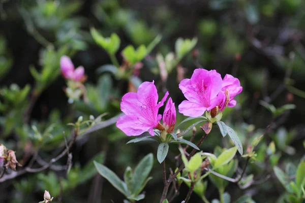 Schöne Rhododendronblumen im Garten — Stockfoto