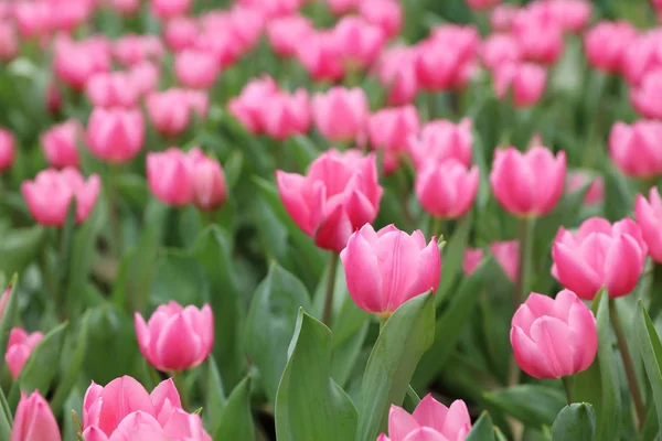 Tulipes champ couleur fleur fond fond — Photo