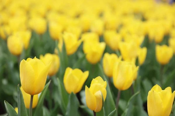 Tulips field color flower back ground — Stock Photo, Image