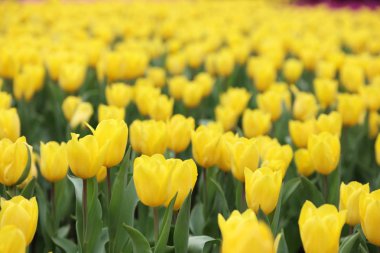 Lale renk çiçek arka zemin alan