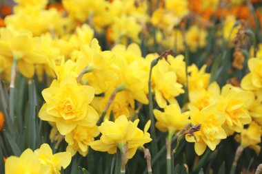 Yamaçlarda nergis çiçek kümeleri 