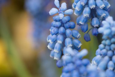 Mavi 2017 izole sümbül