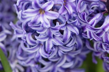  mavi veya mor sümbül güzel makro doku