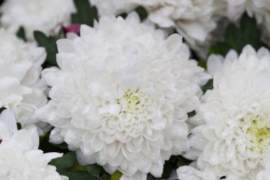 Parfüm çiçek ağaç, çiçek göster 