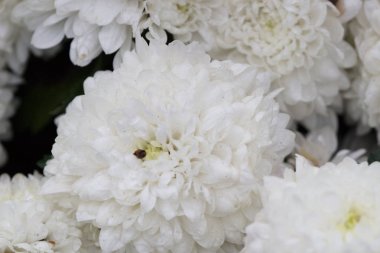 Parfüm çiçek ağaç, çiçek göster 