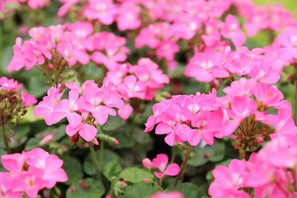 Macro di geranio pelargonio rosso rosa — Foto Stock