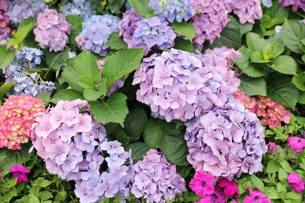 Close-up de uma planta de hortênsia florescente em hk — Fotografia de Stock