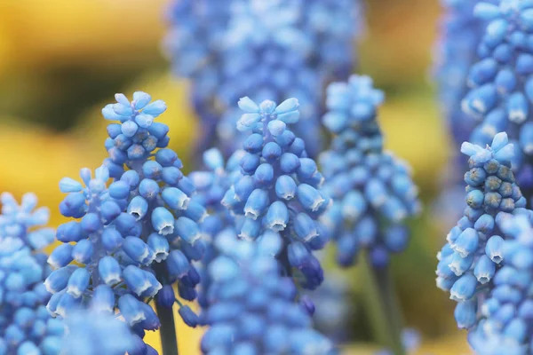 Los jacintos azules aislados en 2017 —  Fotos de Stock