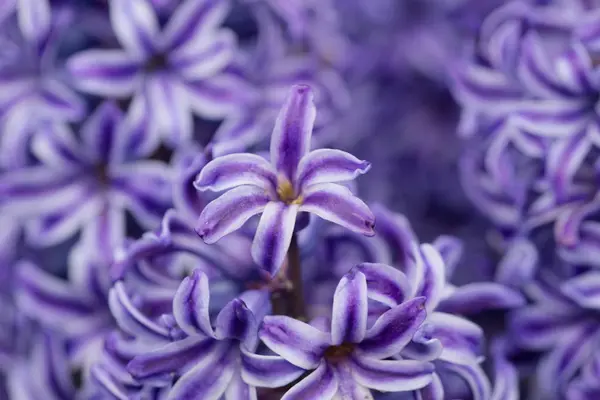 Belle texture macro de jacinthes bleues ou violettes — Photo