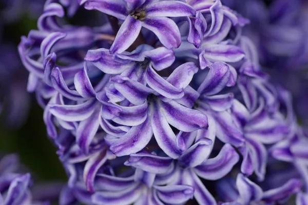 Beautiful macro texture of blue or purple hyacinths — Stock Photo, Image