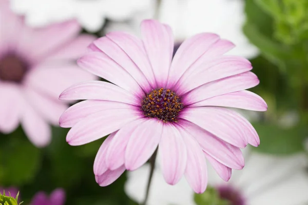 Gerberas flores en un jardín de verano —  Fotos de Stock