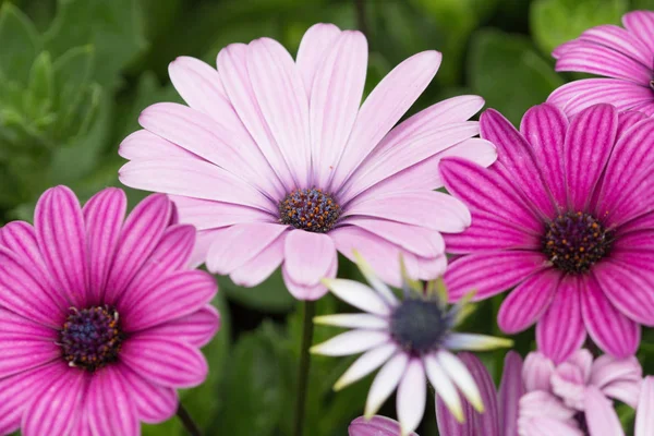 Λουλούδια μαργαριτών Gerbera σε έναν θερινό κήπο — Φωτογραφία Αρχείου