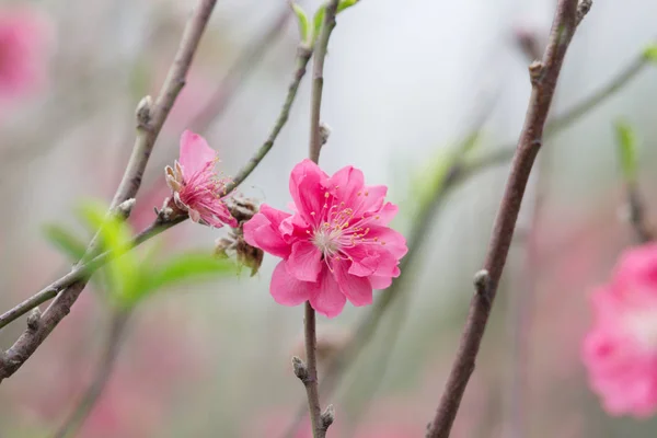 Sakura or Cherry Blossom With Beautiful — Stock Photo, Image