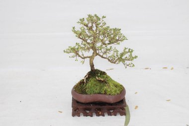 Bonsai çam ağacı beyaz bir duvara yaslanmış.