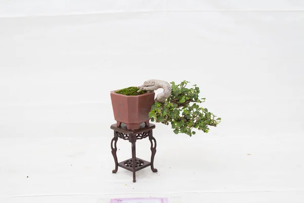 Sosna Bonsai pod białą ścianą — Zdjęcie stockowe