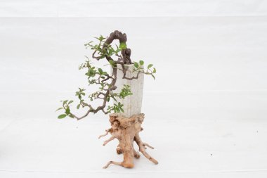 Bonsai çam ağacı beyaz bir duvara yaslanmış.