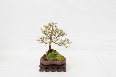 Bonsai çam ağacı beyaz bir duvara yaslanmış.