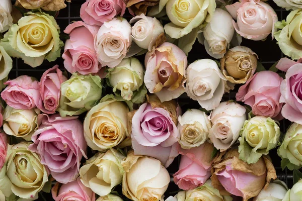 parlak görüntü arka plan peonies tam
