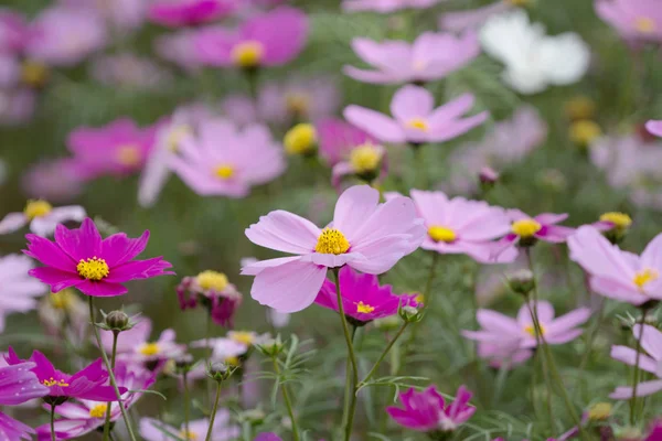 As flores de flor Cosmos bipinnatus — Fotografia de Stock