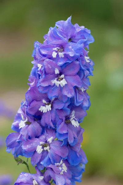 The blue delphinium at hong kong flower show — Stock Photo, Image