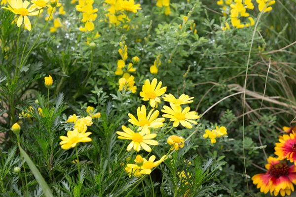 Camas de flores florescentes no parque — Fotografia de Stock