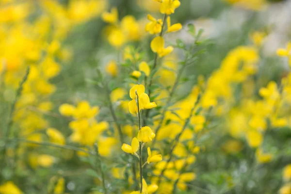 Cytisus Scorparius bir istilacı türler — Stok fotoğraf