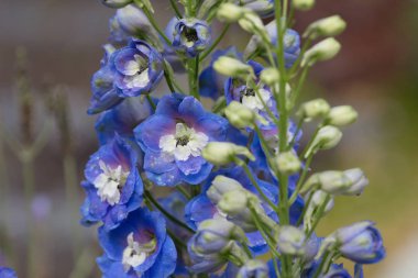 hong kong çiçek, mavi delphinium göster