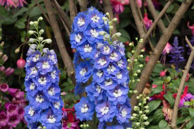 hong kong çiçek, mavi delphinium göster